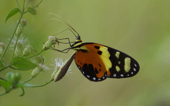 Melinaea ludovica CRAMER, (1780). Sentier 1, Carbets de Coralie (Crique Yaoni), 31 octobre 2012. Photo : J.-M. Gayman