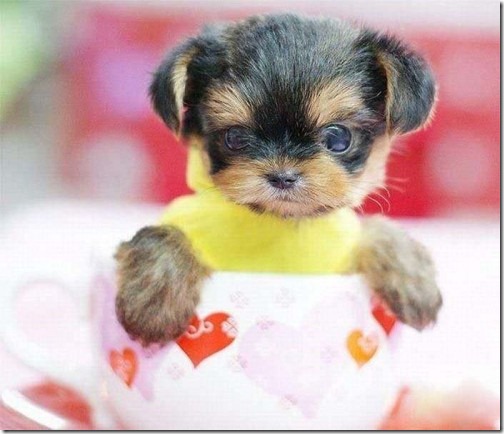 fotos de perritos imagenesifotos.blogspot (3)