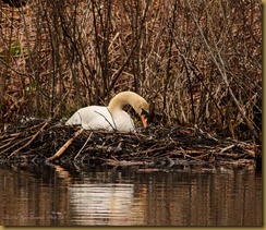 - _DSC6466 March 29, 2012 NIKON D7000