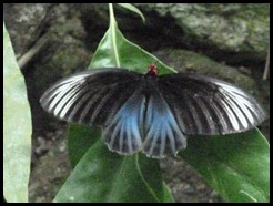 Malaysia, Kuala Lumpur, Butterfly Park, 18 September 2012 (10)