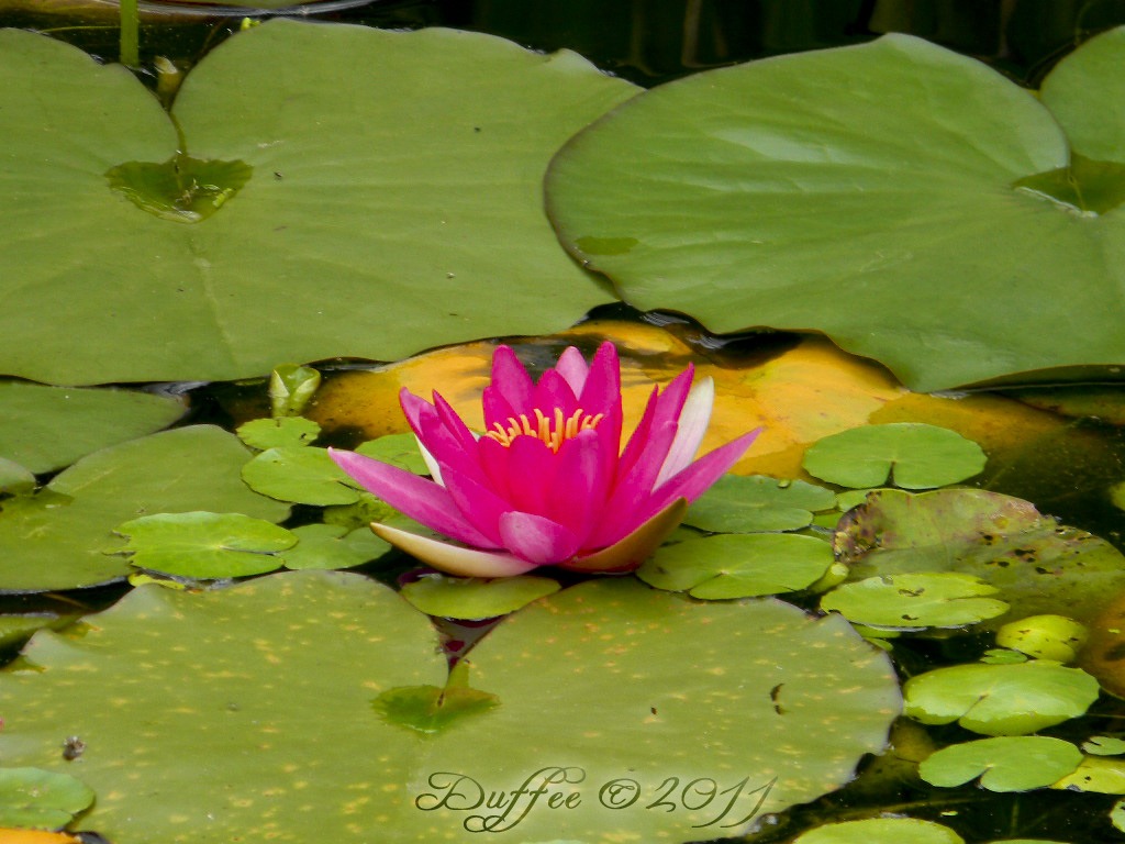 [Day%2520%2523%252053%2520Lotus%2520flower%255B5%255D.jpg]