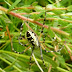 Black%252520and%252520yellow%252520garden%252520spider%252520in%252520the%252520shrubs%252520of%252520the%252520dunes-1