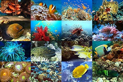 [coral-reef-pictures%255B2%255D.jpg]