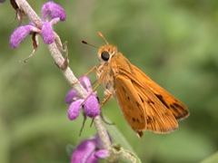 Fiery Skipper Fiery Skipper