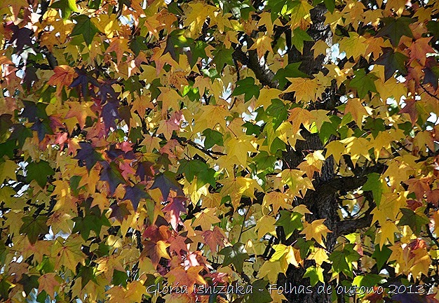 12  Glória Ishizaka - Folhas de Outono 2013