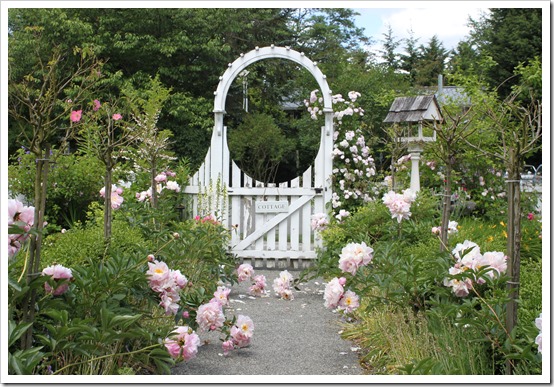 this week in the garden 6/12/13