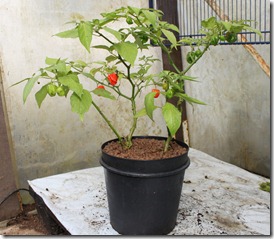 IMG_9544 IMG_9544