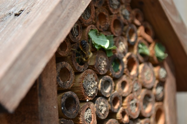 [Leaf-cutter%2520bees%2520sharing%2520the%2520insect%2520house%2520with%2520Mason%2520bees%255B2%255D.jpg]