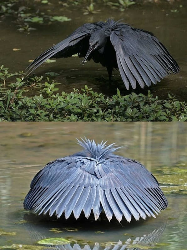 6- Black Heron 6- Black Heron