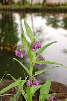 2014 április 26 Kámoni arborétum Symphytum officinale Fekete nadálytő.jpg