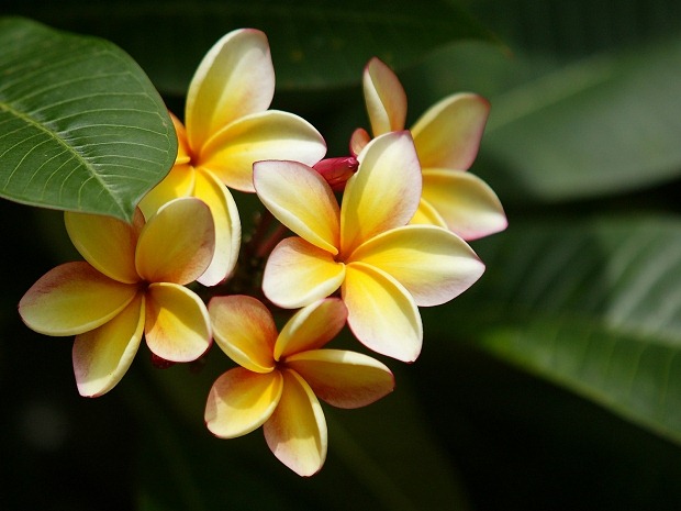 04-hawaiian-tropic-after-sun-body-butter-review