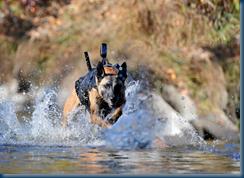 SEAL DevGru team War Dog in Action