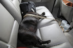 Oh, my, Franny.  You seem to be all tuckered out!