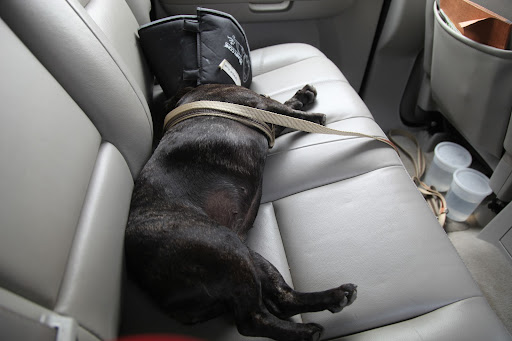 Oh, my, Franny.  You seem to be all tuckered out!