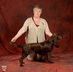 Bizou is de eerste Field Spaniel Nederlands Jeugd Kampioen
