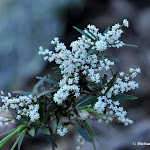 DSC_9887.JPG