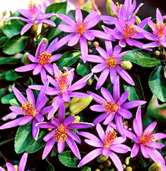 [Grewia-occidentalis5.jpg]