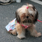 Pet Express Doggie Run 2012 Philippines. Jpg (36).JPG