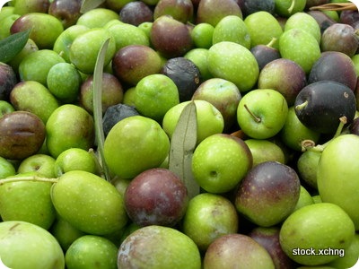olivefruit olivefruit