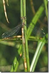 Willow Emerald