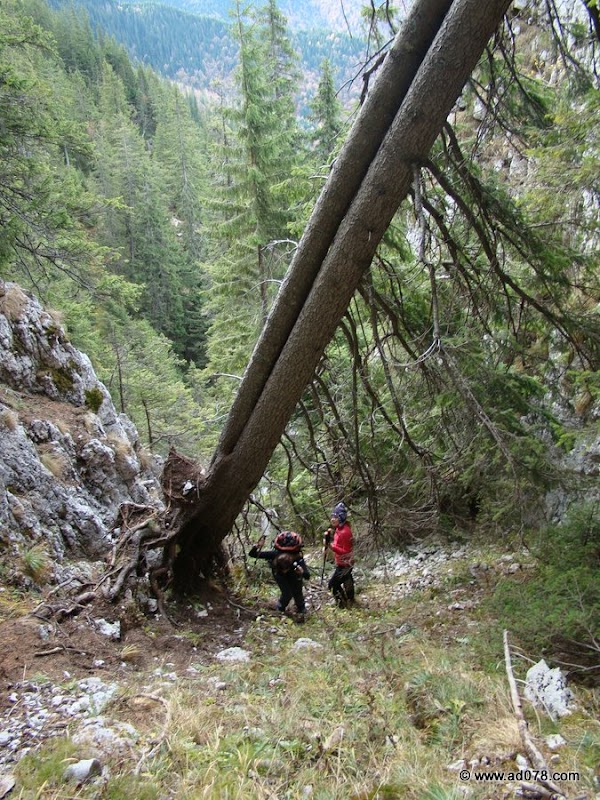 cioranga ramura de sus-14.JPG