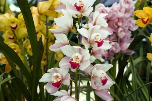 [Orquidea2%255B3%255D.jpg]
