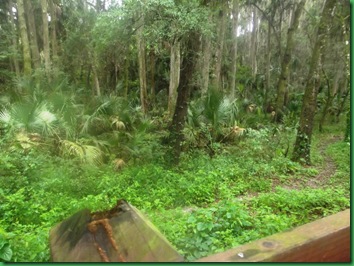 view of the jungle from the patio rail