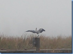 6534b Texas, South Padre Island - Birding and Nature Center - old section of boardwalk - Great Blue Heron in flight
