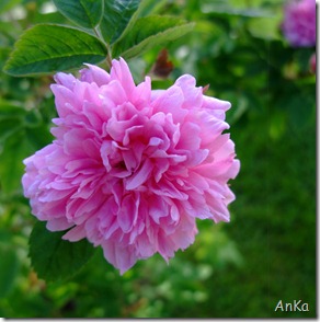 DSCF3867