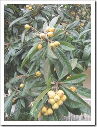 Florida vacation Old Town tree with yellow fruit