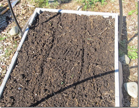 Prepared garlic bed