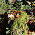 Herbstzeitlose… 2007