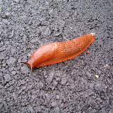 Natura