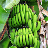 Banana Plants - St. George's, Grenada