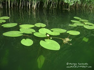 jez. Łagowskie -grążele