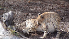 denver_zoo