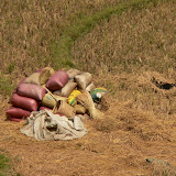 Récolte du riz