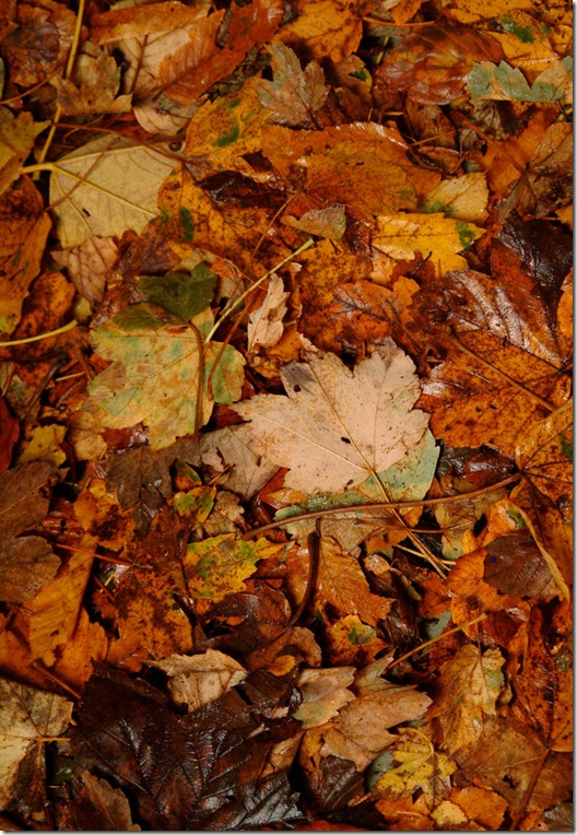 Leaves_003_by_ISOStock Leaves_003_by_ISOStock