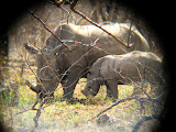 We found a mother rhino and a baby rhino! Also our first time to see this. Transition to Madagascar - 052.jpg