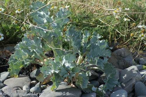 [13-sea-kale%255B2%255D.jpg]