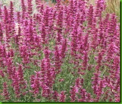 Agastache_Heather_Queen Agastache_Heather_Queen