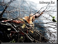 Aishwarya Rai (5)