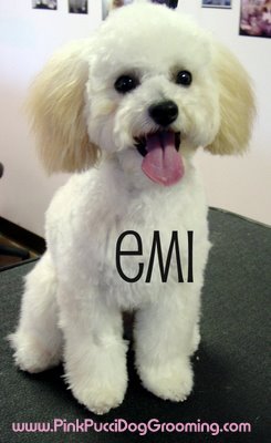 Dogs Hair Cuts Style on Image Search  Japanese Style Dog Grooming