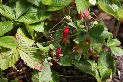 While most of us enjoy the fruit of the strawberry plant, animals like deer and elk love their large leaves.  Wild strawberries keep these animals sustained in nature!