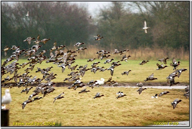 Slimbridge WWT - December