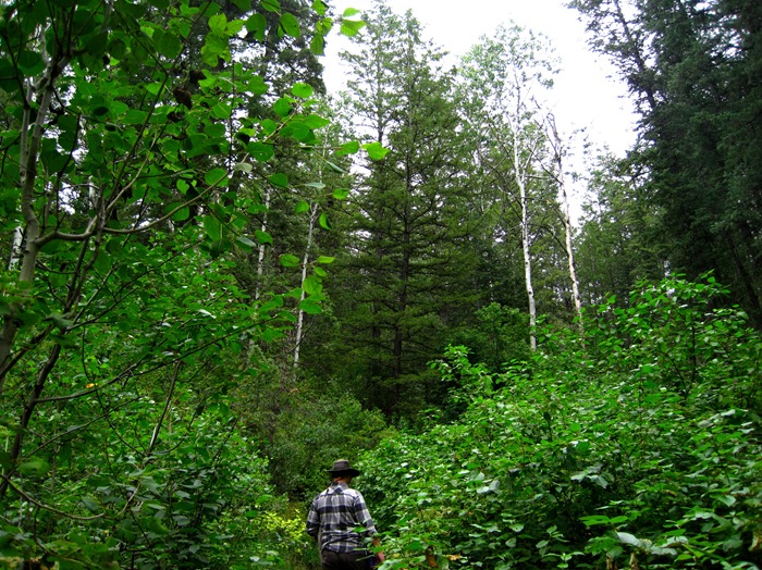 Taylor hiking the Bowman Fork Trail in Millcreek Canyon Bowman Fork Trail in Millcreek Canyon