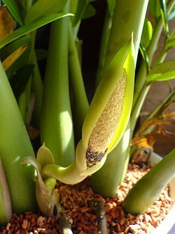 [250px-Zamioculcas_zamiifolia_bluete1%255B2%255D.jpg]