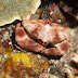 Convex Crab - Photo (c) 104623964081378888743, some rights reserved (CC BY-NC-SA)