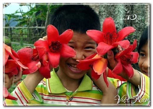 Đỏ rực hoa gạo đầu Hè, Việt Nam