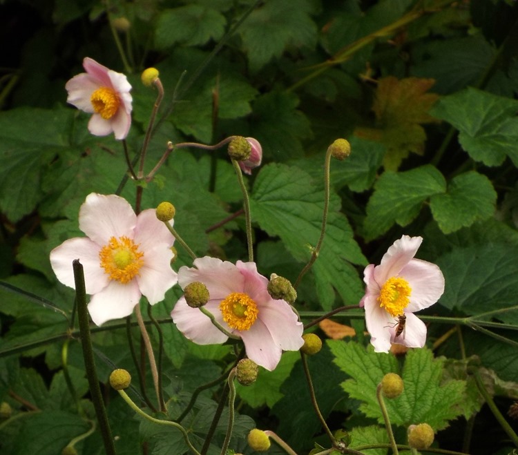 cosmos cosmos